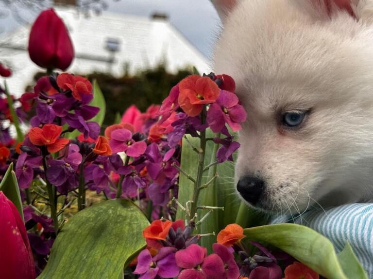 Blue eyed Boy Mini Husky- Pomsky Puppy! Boy - Image 2 of 3