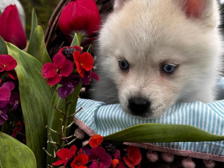 Blue eyed Boy Mini Husky- Pomsky Puppy! Boy - Image 3 of 3