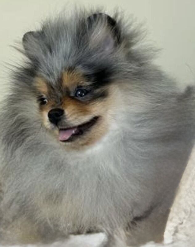 Pomeranian stud dog for stud in Bedford, Bedfordshire – KC registered, 2 years old - Image 2 of 13