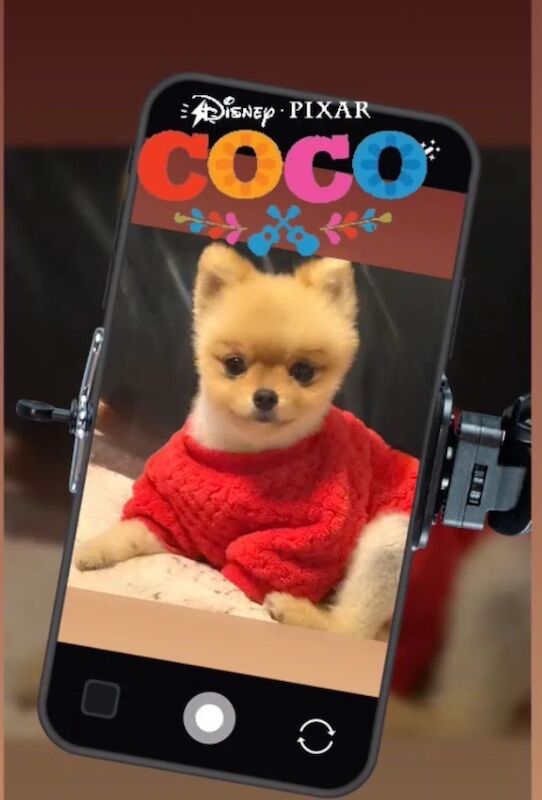 Pomeranian stud dog for stud in Bedford, Bedfordshire – KC registered, 2 years old - Image 3 of 13