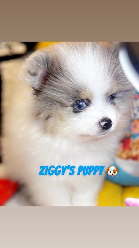 Pomeranian stud dog for stud in Bedford, Bedfordshire – KC registered, 2 years old - Image 7 of 13