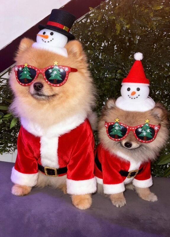 Pomeranian stud dog for stud in Bedford, Bedfordshire – KC registered, 2 years old - Image 8 of 13