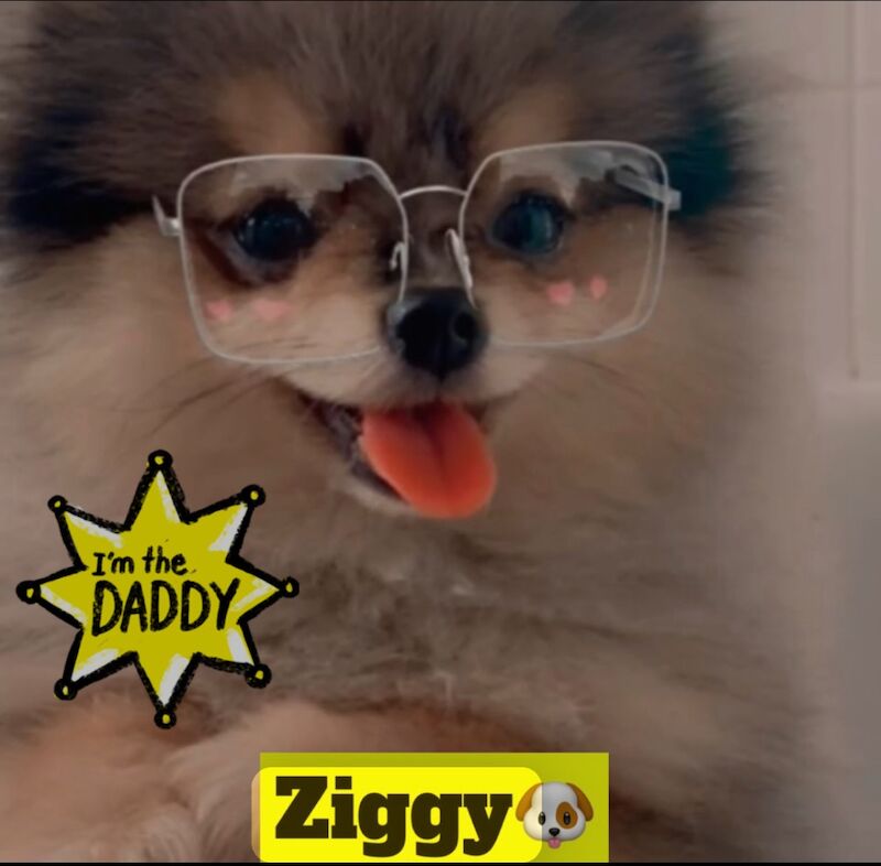 Pomeranian stud dog for stud in Bedford, Bedfordshire – KC registered, 2 years old - Image 9 of 13