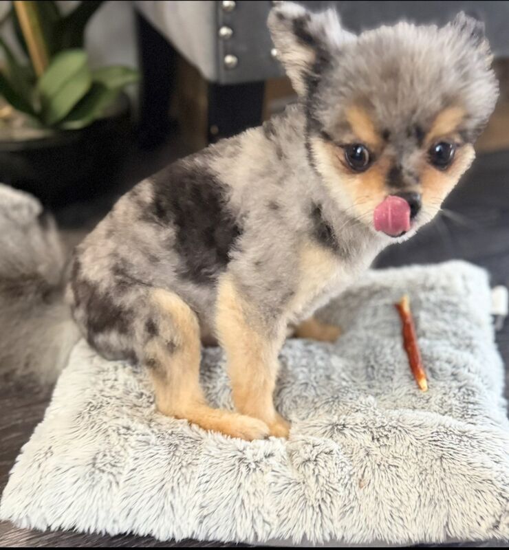 Pomeranian stud dog for stud in Bedford, Bedfordshire – KC registered, 2 years old - Image 10 of 13