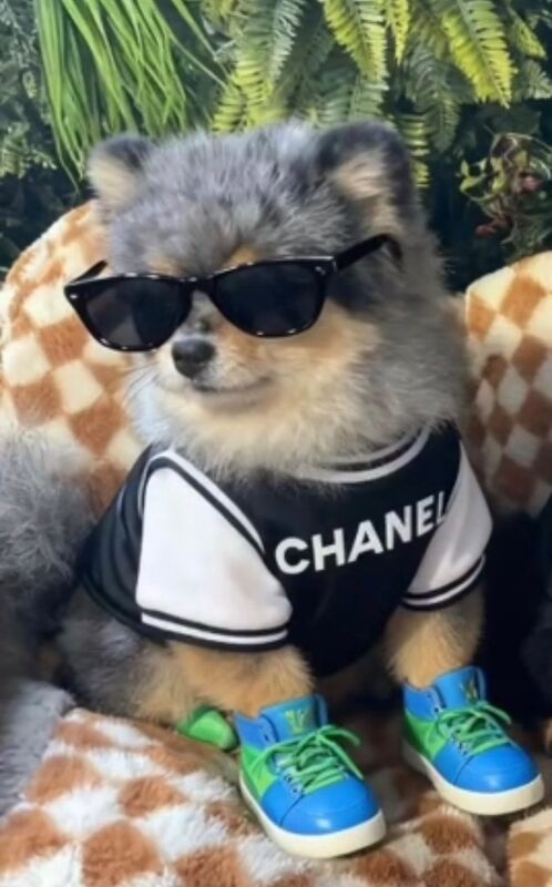 Pomeranian stud dog for stud in Bedford, Bedfordshire – KC registered, 2 years old - Image 11 of 13