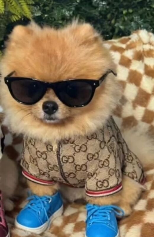 Pomeranian stud dog for stud in Bedford, Bedfordshire – KC registered, 2 years old - Image 12 of 13