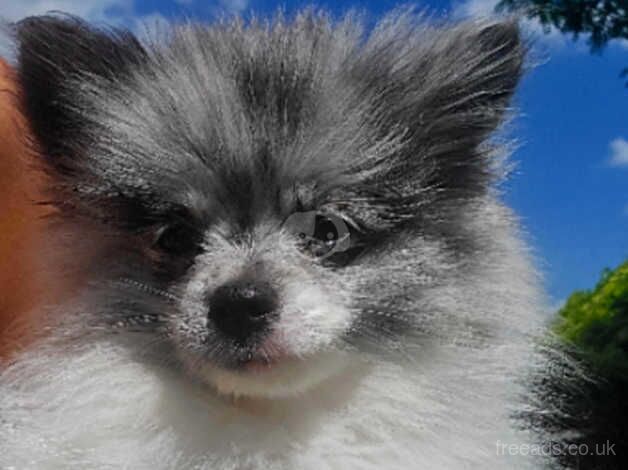 Blue merle girl FULLY VACCINATED READY NOW for sale in Lincoln, Lincolnshire - Image 1