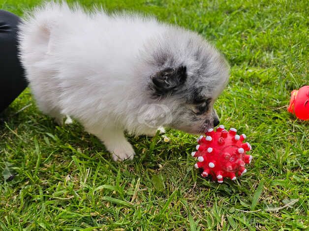 Blue merle girl FULLY VACCINATED READY NOW for sale in Lincoln, Lincolnshire - Image 4