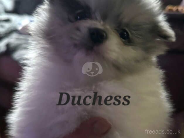 Blue merle girl FULLY VACCINATED READY NOW for sale in Lincoln, Lincolnshire - Image 5