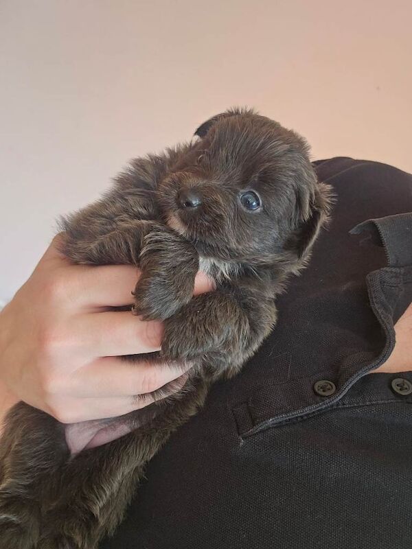 Blue pomchi puppy - Image 3 of 4