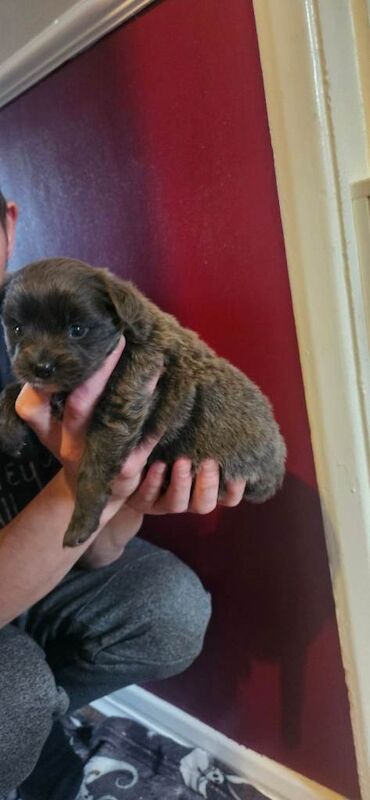 Blue pomchi puppy - Image 4 of 4