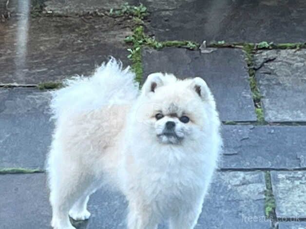 Pomeranian puppies for sale in Liverpool, Merseyside – KC registered, 3 years old - Image 2 of 2