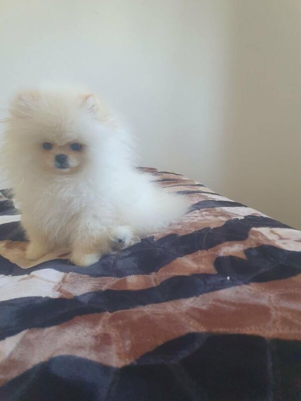 Boy pomeranian - Image 2 of 5