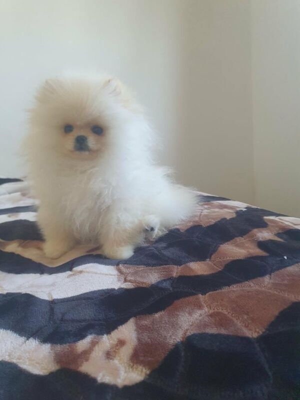 Boy pomeranian - Image 4 of 5