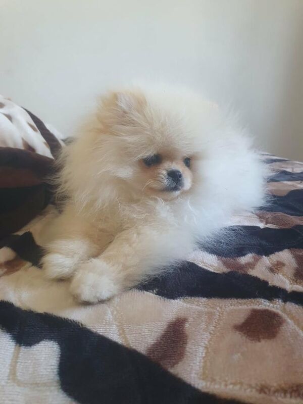 Boy pomeranian - Image 5 of 5