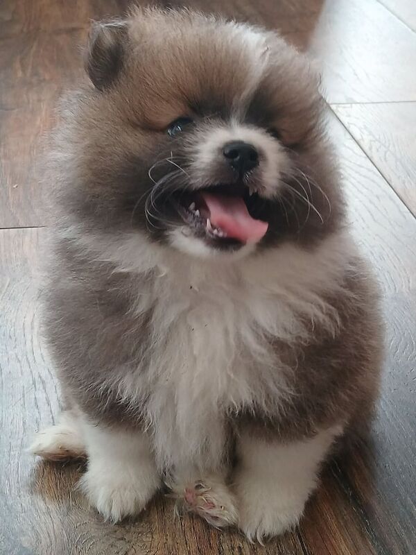 Pomeranian puppies for sale in Stoke-on-Trent, Staffordshire – 10 weeks old