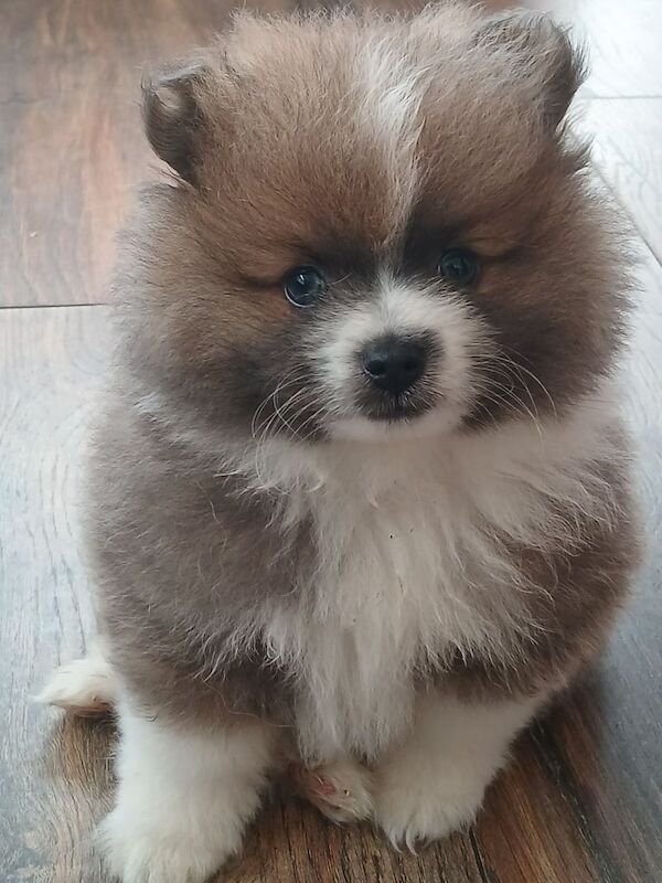 Pomeranian puppies for sale in Stoke-on-Trent, Staffordshire – 10 weeks old - Image 2 of 5