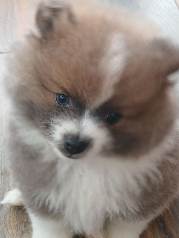 Pomeranian puppies for sale in Stoke-on-Trent, Staffordshire – 10 weeks old - Image 3 of 5