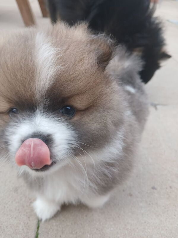 Pomeranian puppies for sale in Stoke-on-Trent, Staffordshire – 10 weeks old - Image 4 of 5