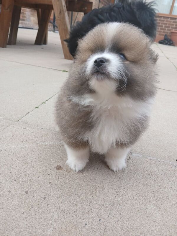 Pomeranian puppies for sale in Stoke-on-Trent, Staffordshire – 10 weeks old - Image 5 of 5