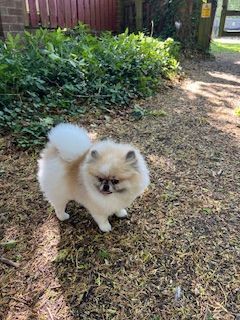 Pomeranian puppies for sale in Newcastle upon Tyne, Tyne and Wear – 4 years old