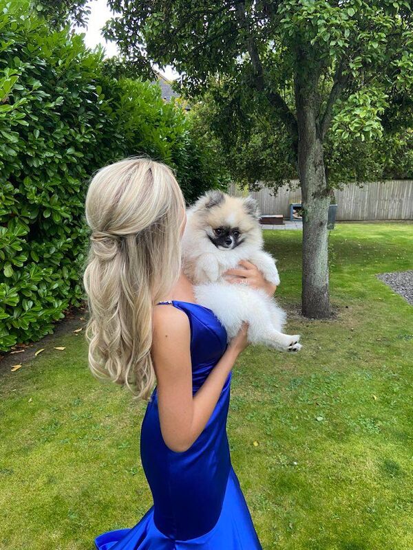 Pomeranian puppies for sale in Newcastle upon Tyne, Tyne and Wear – 4 years old - Image 2 of 3