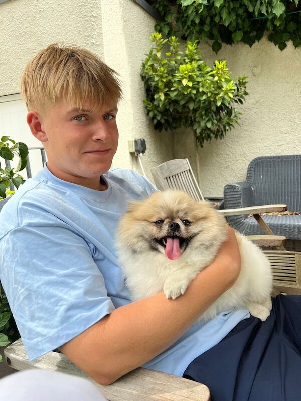 Pomeranian puppies for sale in Newcastle upon Tyne, Tyne and Wear – 4 years old - Image 3 of 3