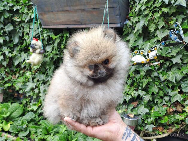 Pomeranian puppies for sale in Durham, County Durham – KC registered, 1 year old - Image 1 of 5