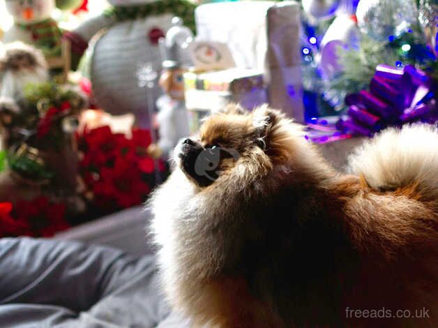 Pomeranian puppies for sale in Durham, County Durham – KC registered, 1 year old - Image 2 of 5