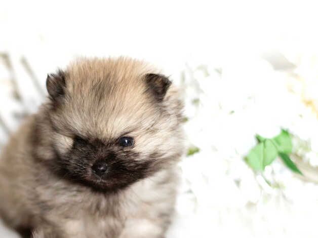 Pomeranian puppies for sale in Durham, County Durham – KC registered, 1 year old - Image 5 of 5