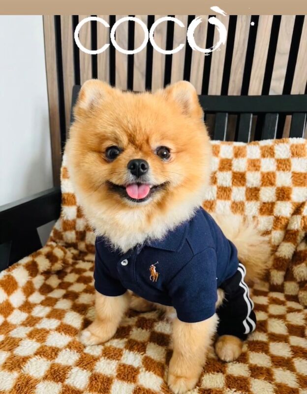 Champion EXPERIENCED STUDS - Image 9 of 15