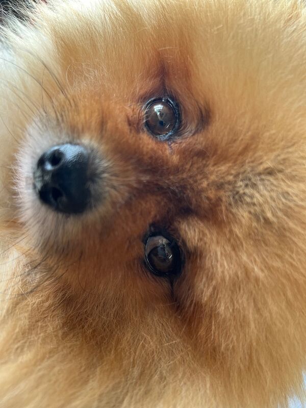 Pomeranian Dogs And Puppies For Adoption