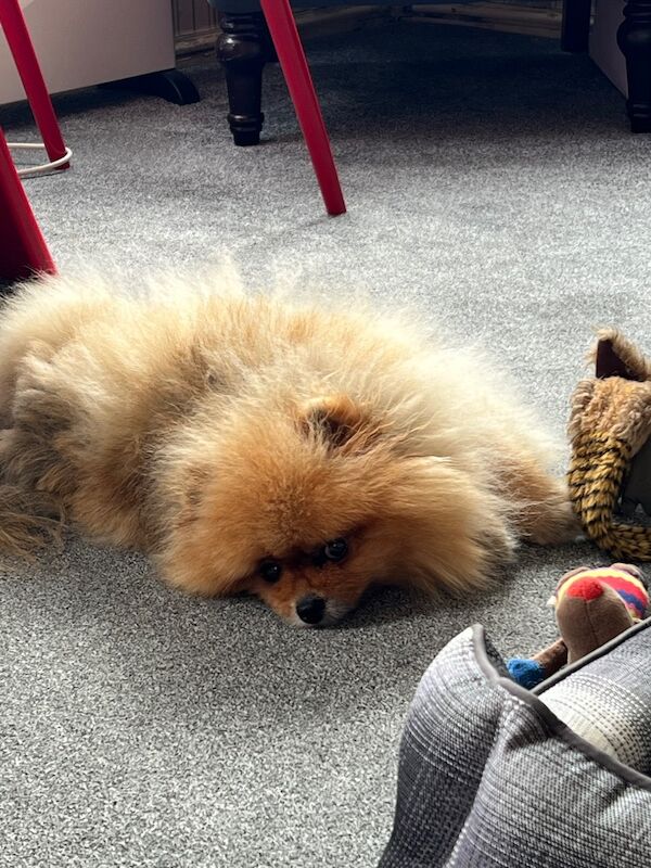 Chewie - Image 2 of 5