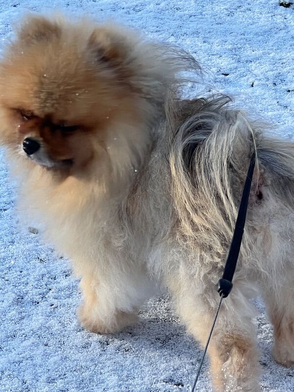 Chewie - Image 3 of 5