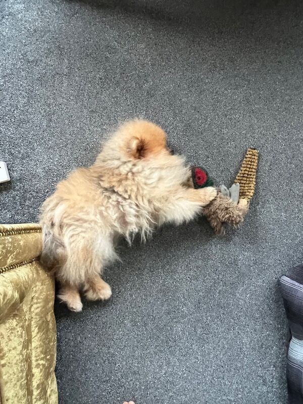 Chewie - Image 5 of 5