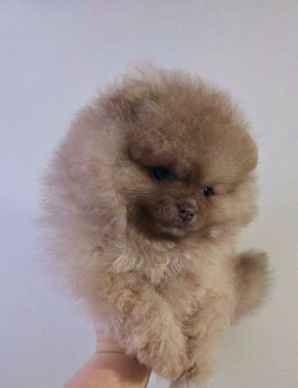 CHIAO LI YA beautiful puppies - Image 2 of 15