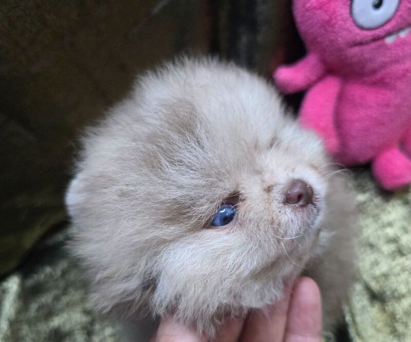 CHIAO LI YA beautiful puppies - Image 3 of 15
