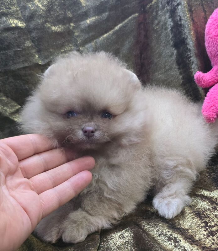 CHIAO LI YA beautiful puppies - Image 4 of 15