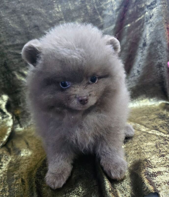 CHIAO LI YA beautiful puppies - Image 5 of 15