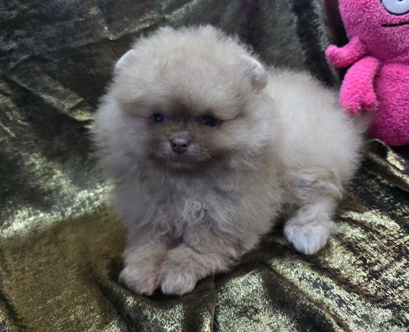 CHIAO LI YA beautiful puppies - Image 6 of 15