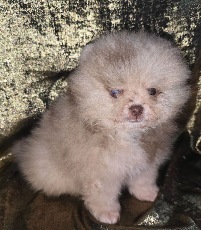 CHIAO LI YA beautiful puppies - Image 7 of 15