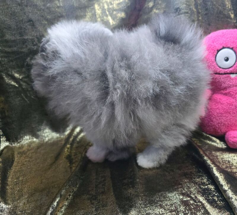 CHIAO LI YA beautiful puppies - Image 9 of 15