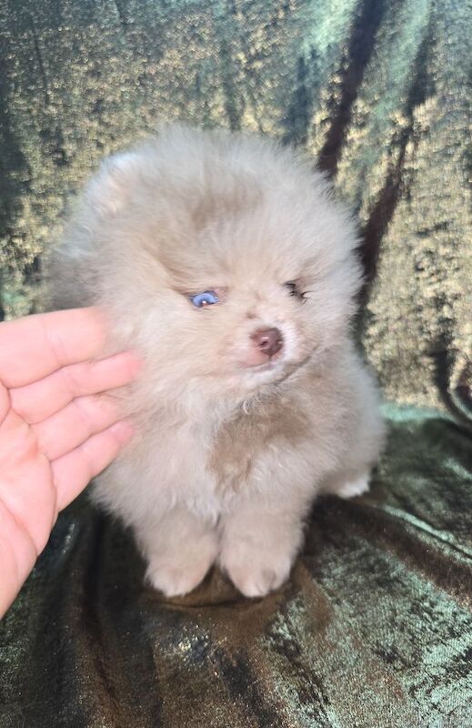 CHIAO LI YA beautiful puppies - Image 11 of 15