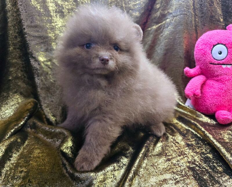 CHIAO LI YA beautiful puppies - Image 12 of 15