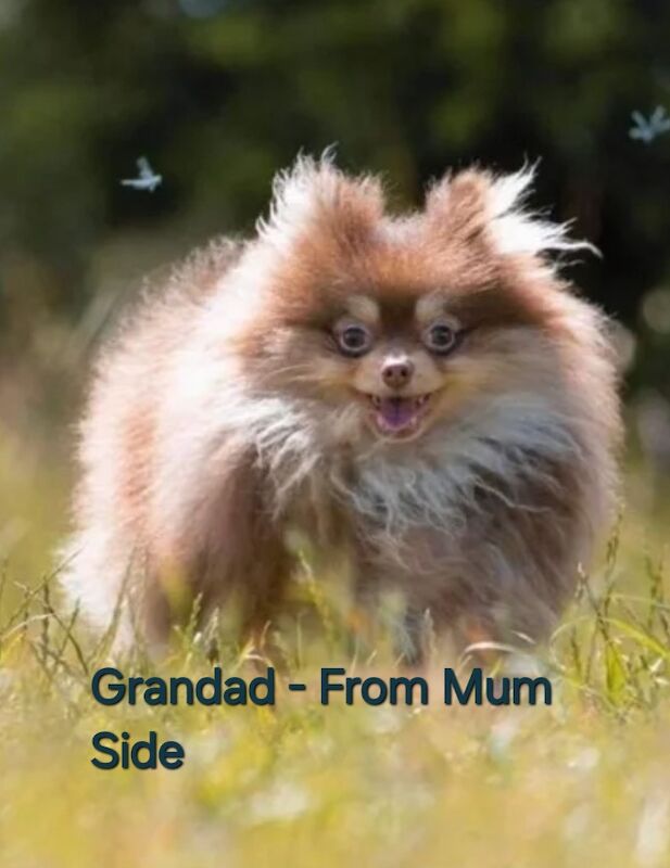 CHIAO LI YA beautiful puppies - Image 13 of 15