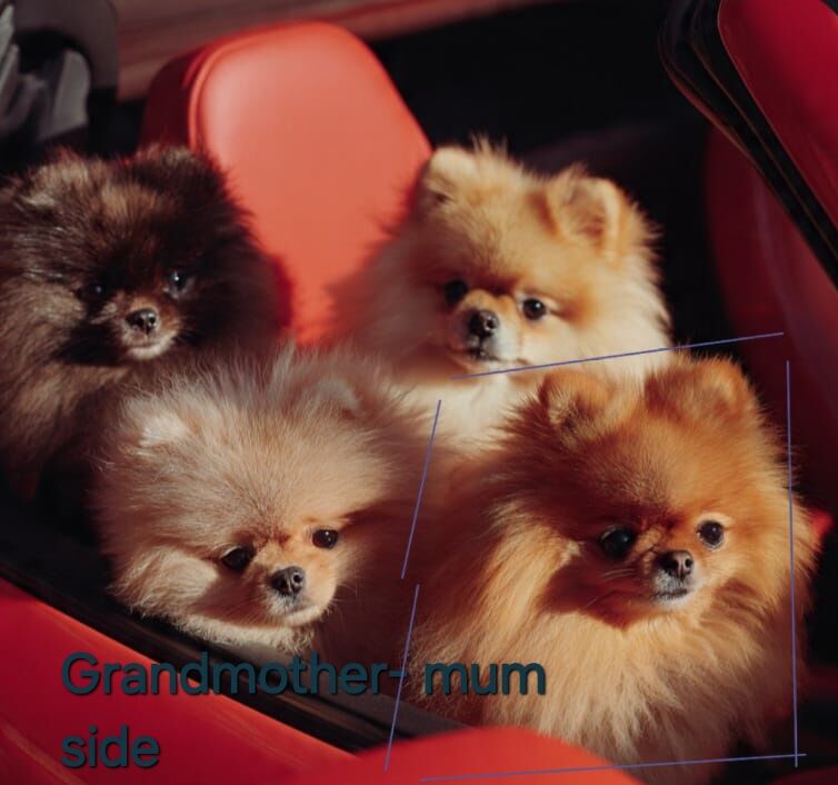 CHIAO LI YA beautiful puppies - Image 14 of 15