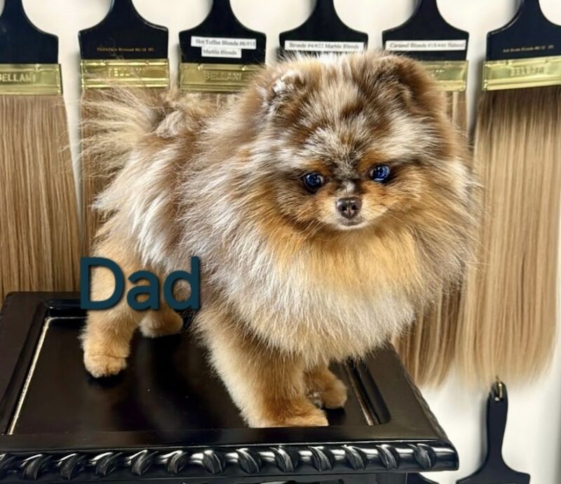 CHIAO LI YA beautiful puppies - Image 15 of 15