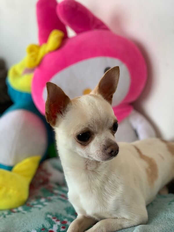 Chihuahua and Pomenerian - Image 2 of 4