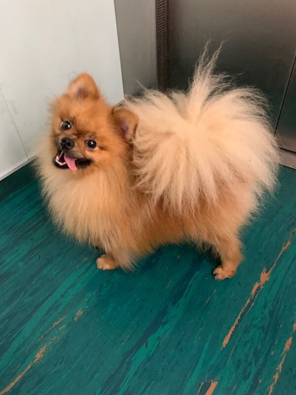 Chihuahua and Pomenerian - Image 3 of 4