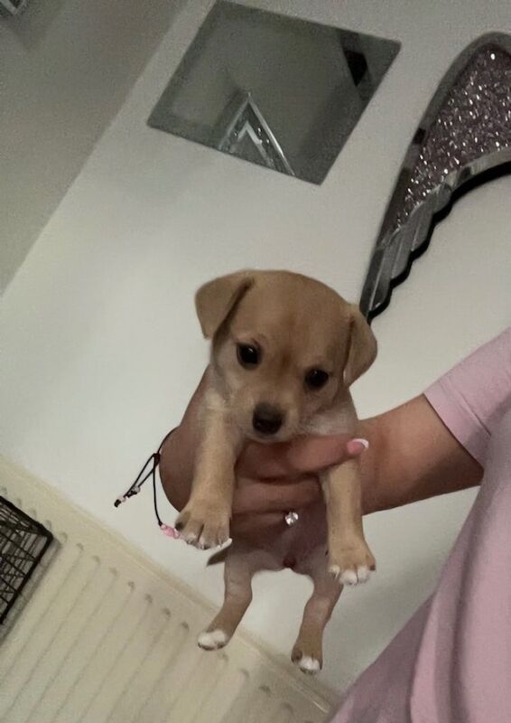 Chihuahua x Pomeranian puppies for sale in Sandwell, West Midlands